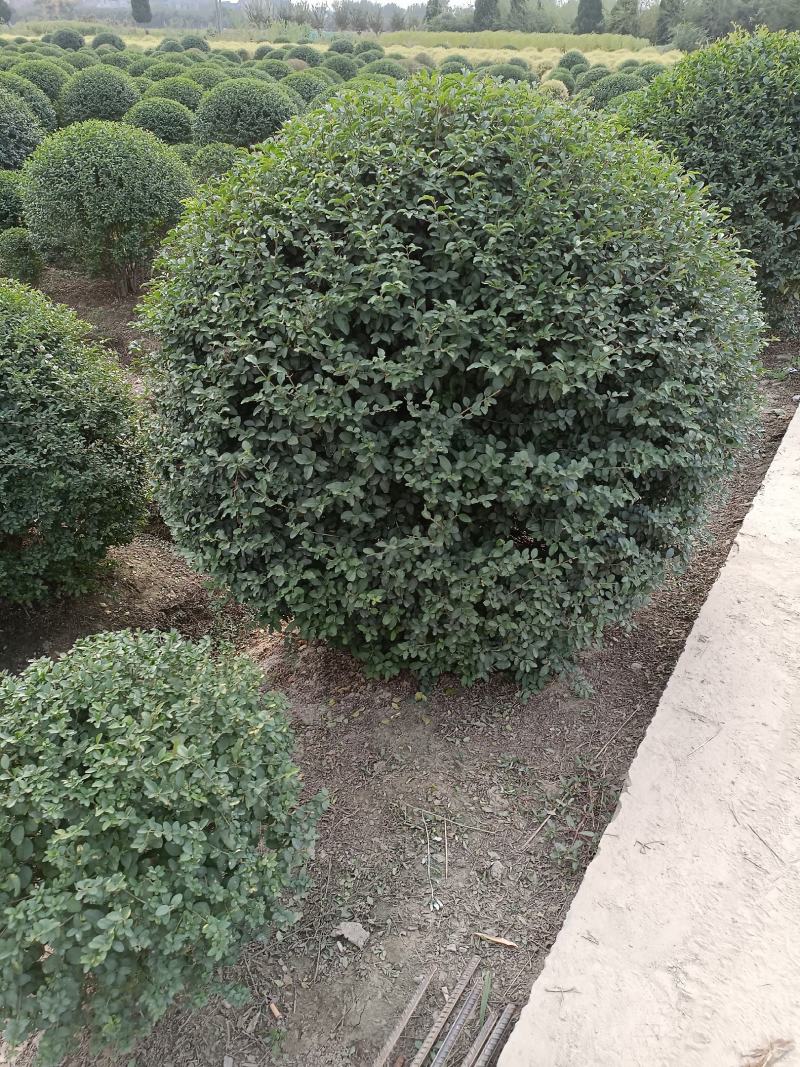 【水蜡球】浙江萧山绿化苗基地货源/规格多样/量大从优