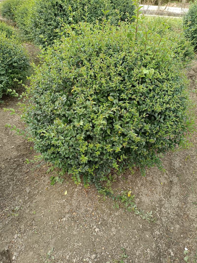 【水蜡球】浙江萧山绿化苗基地货源/规格多样/量大从优