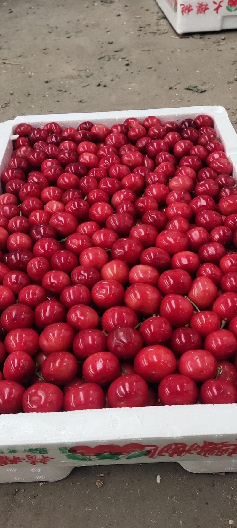 精品樱桃批发美早红灯先锋等品种齐全全国发货