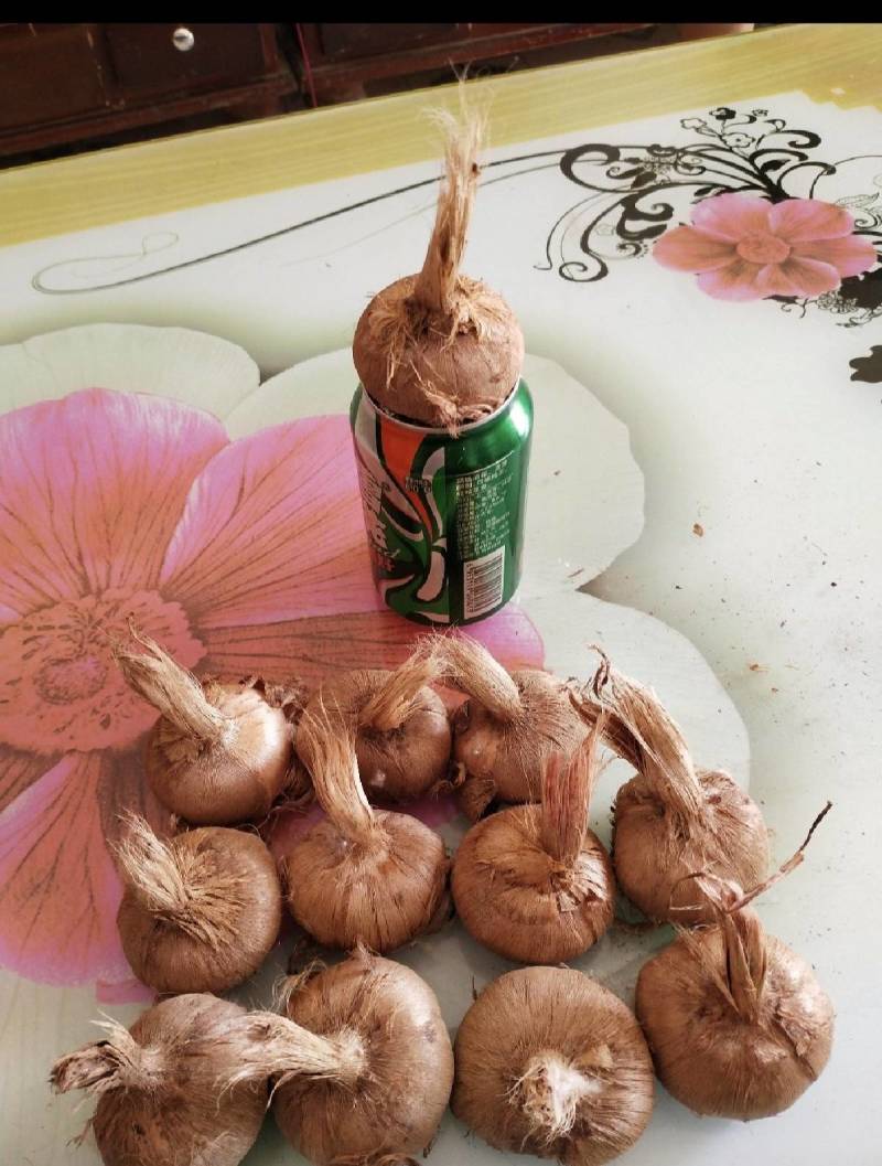 藏红花种树预售