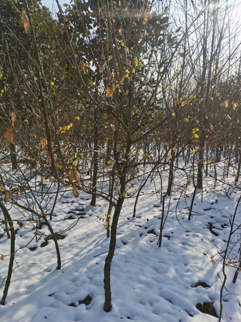 腊梅原生腊梅1-10公分独杆丛生大量