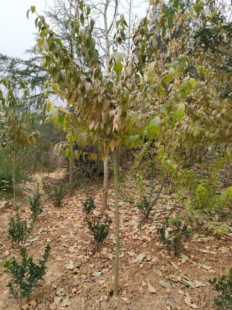 腊梅原生腊梅1-10公分独杆丛生大量
