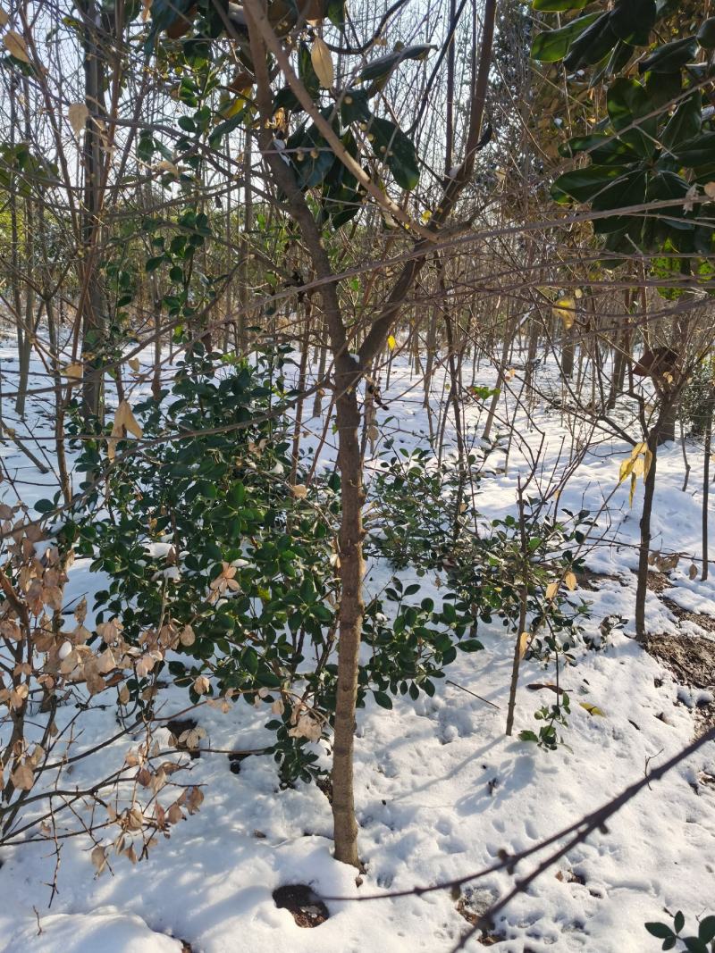 腊梅原生腊梅1-10公分独杆丛生大量