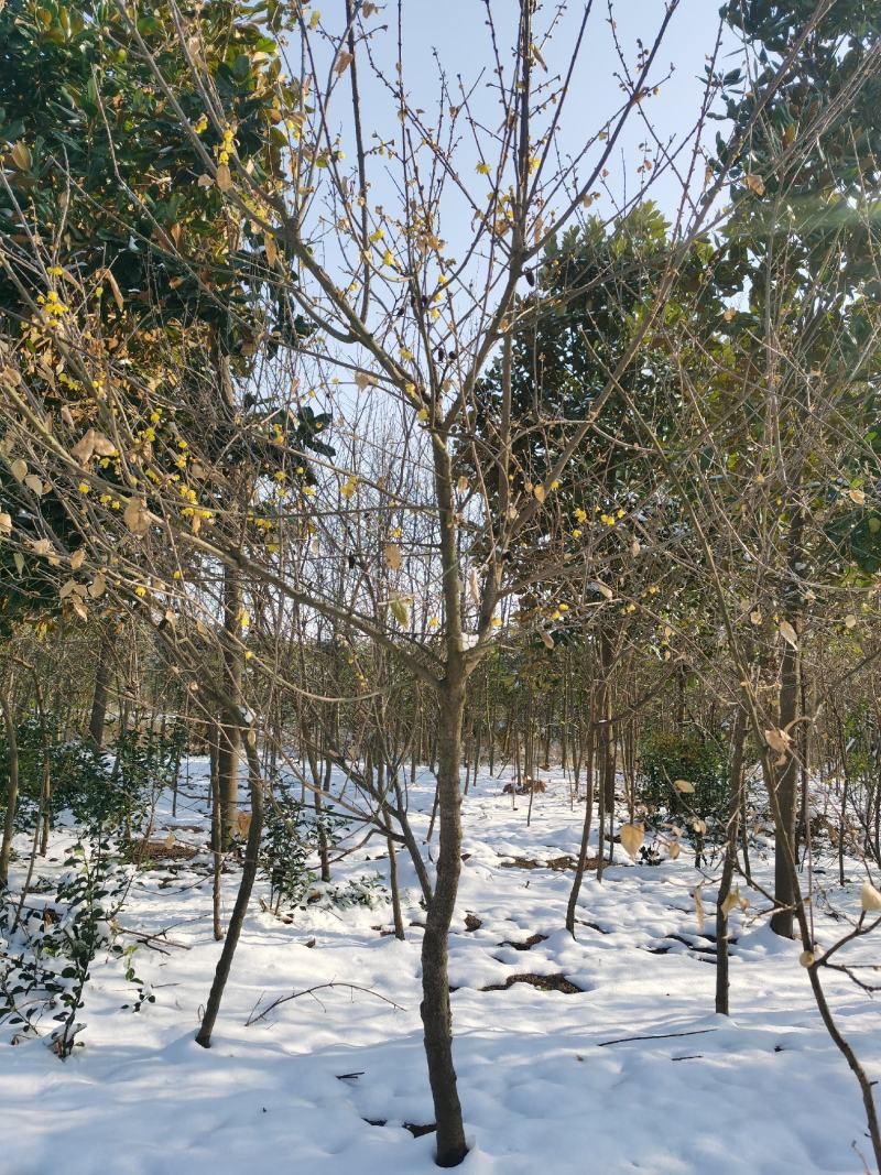 腊梅原生腊梅1-10公分独杆丛生大量