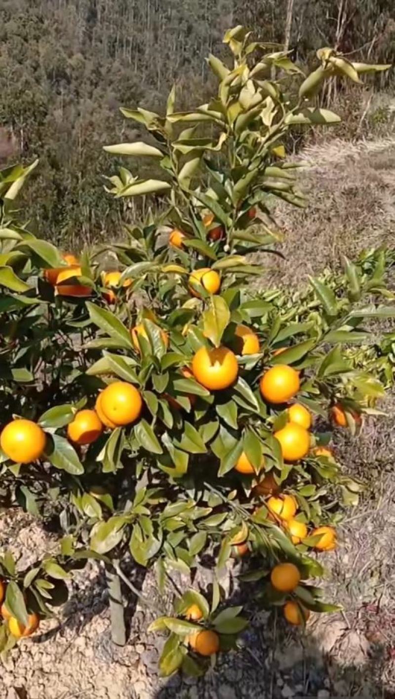 沃柑