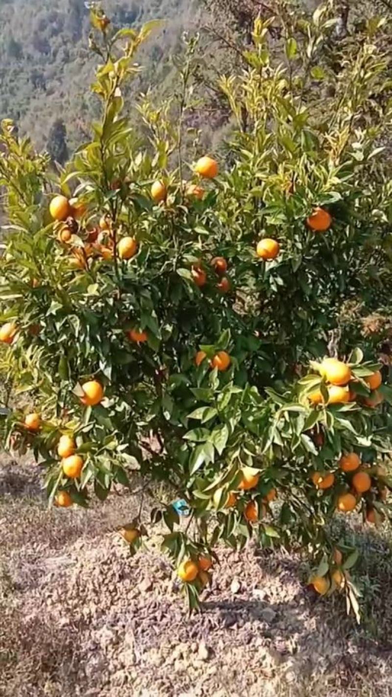 沃柑