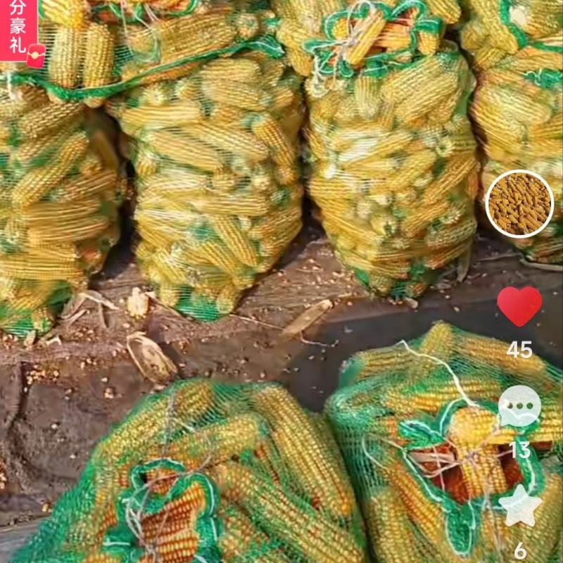 大量供应河北地区玉米水分17左右，全国各地供应质量有保障