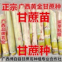 黄皮甘蔗黄皮甘蔗种批发供应