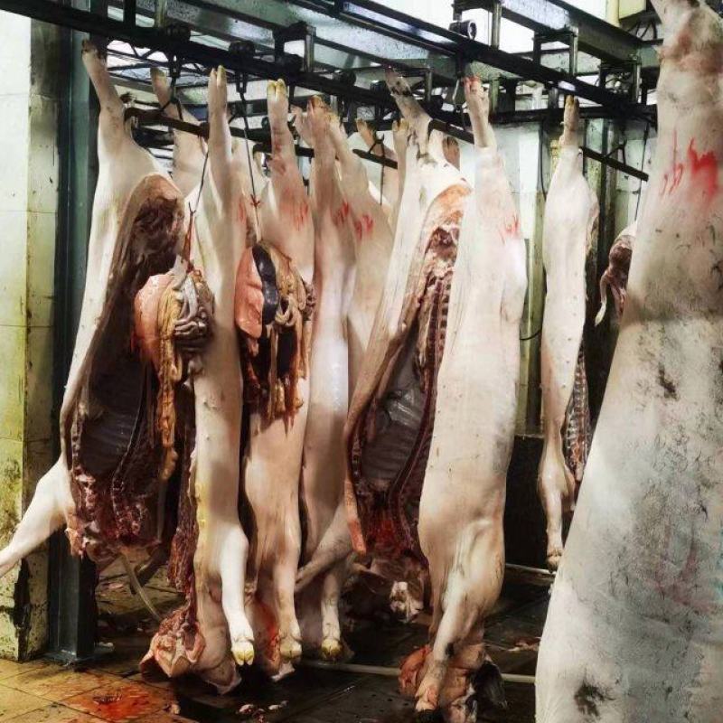 猪肉三元长白边肉广西本猪肉批发现货销售