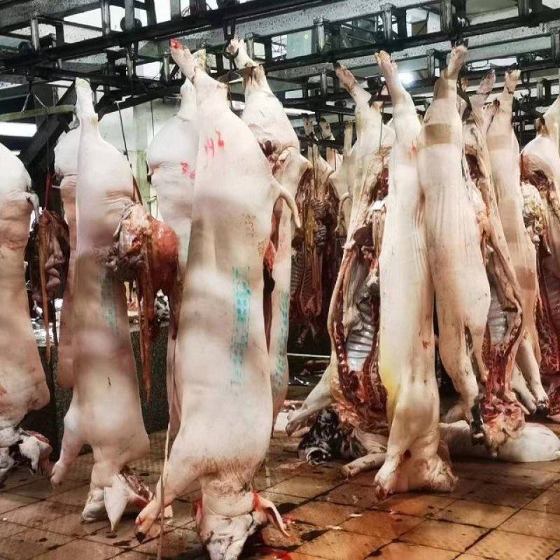 猪肉三元长白边肉广西本猪肉批发现货销售