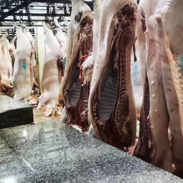 猪肉三元长白边肉广西本猪肉批发现货销售
