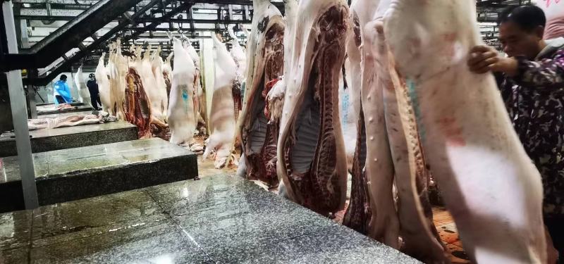 猪肉三元长白边肉广西本猪肉批发现货销售