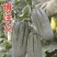 甜瓜博洋72甜瓜博洋系列甜瓜蜜源十八上市