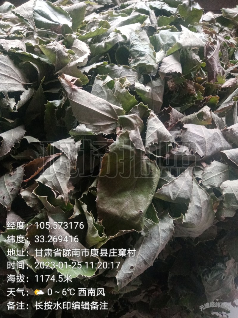 甘肃柔毛淫羊藿干货三支九叶草一手货源产地欢迎咨询