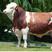 西门塔尔牛自家养殖基地买好牛来这里质量有保障
