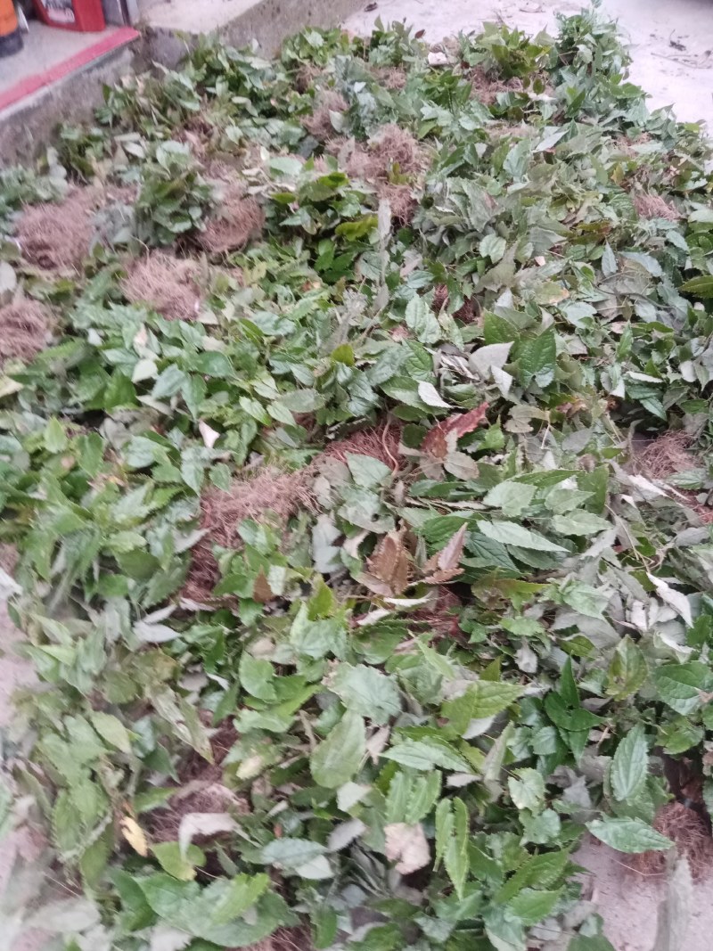 甘肃柔毛淫羊藿干货三支九叶草一手货源产地欢迎咨询