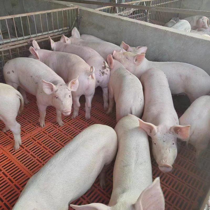 优质三元仔猪销售防疫严格货源充足养殖场提供技术指导