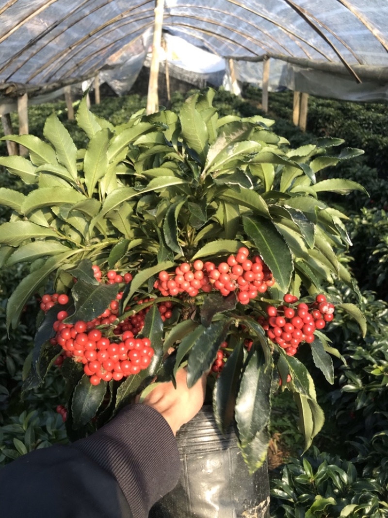 富贵籽基地直销，工艺组盆和精品单颗都有！