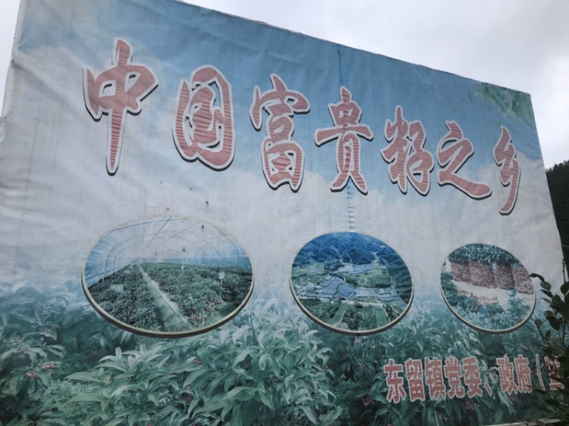 富贵籽基地直销，工艺组盆和精品单颗都有！