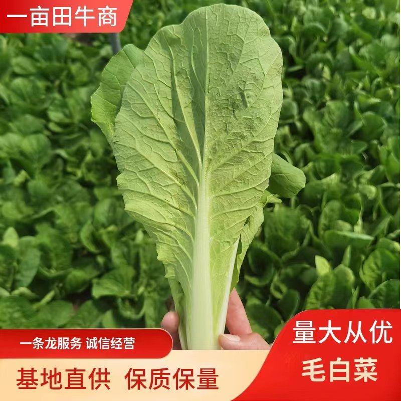 【精品快菜】奶白菜，产地直销，质量保证，全国发货，常年供