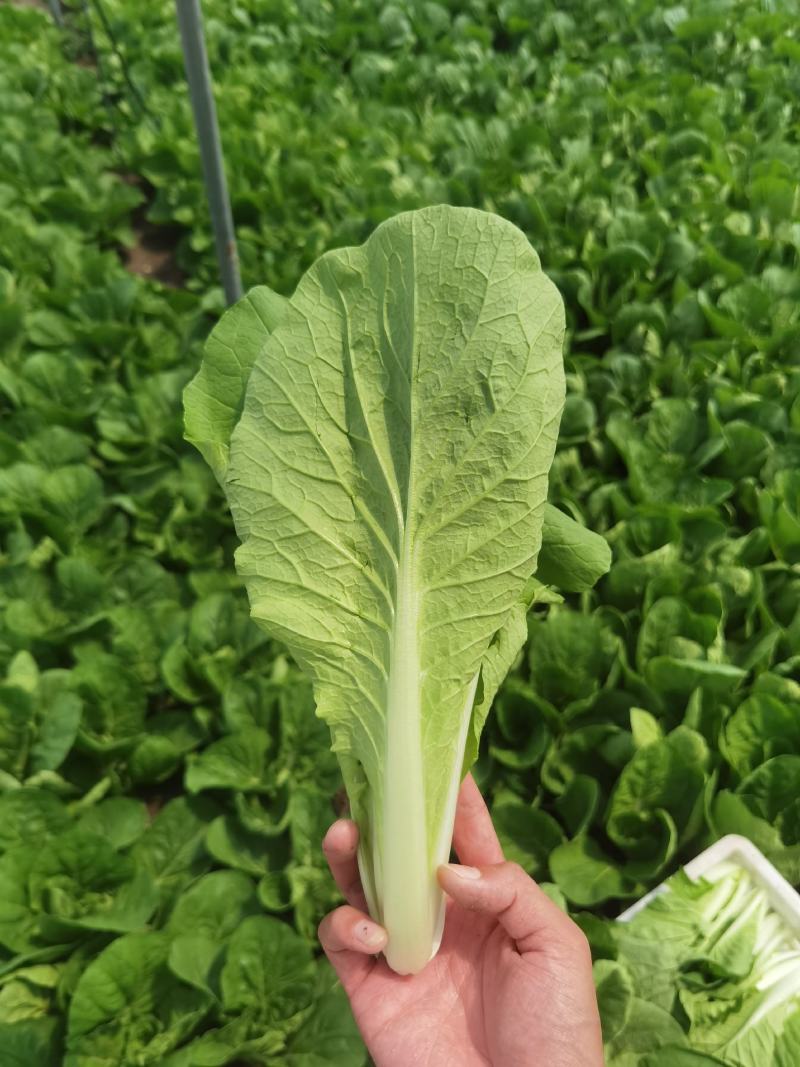 精品快菜，毛白菜，小白菜，质量保证，产地直发，全年供应