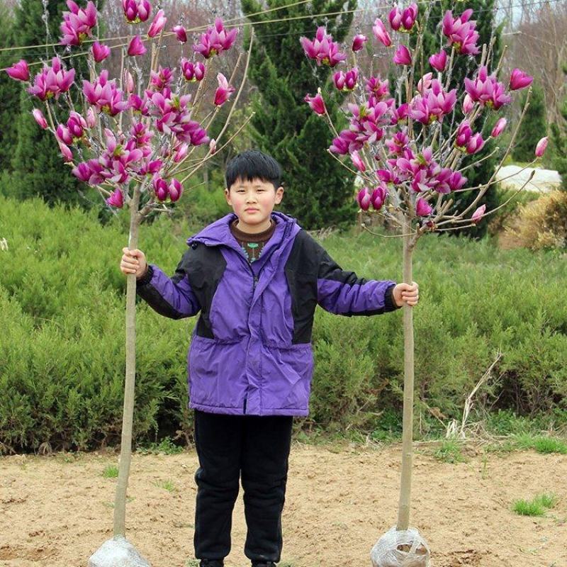 玉兰苗玉兰树苗娇红一号玉兰苗紫玉兰苗庭院绿化苗
