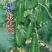未来103黄瓜种子升级品种瓜色绿亮耐寒抗病大包旱黄瓜种子