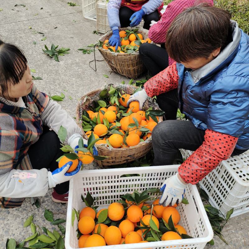 奉节脐橙一手货源品质好价格优惠欢迎全国各地客商实地考察