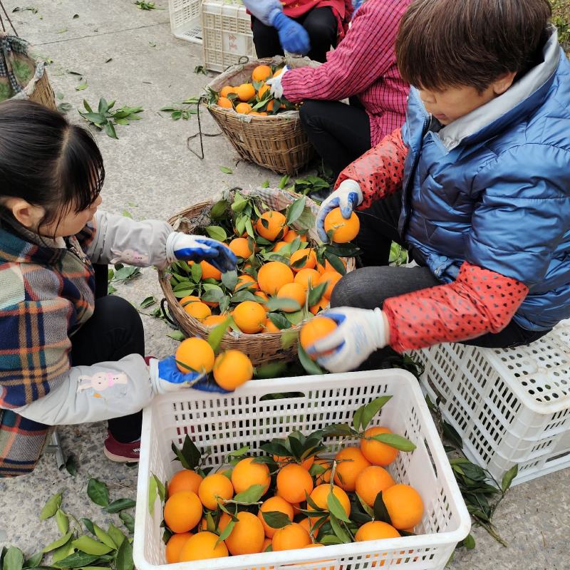奉节脐橙一手货源品质好价格优惠欢迎全国各地客商实地考察