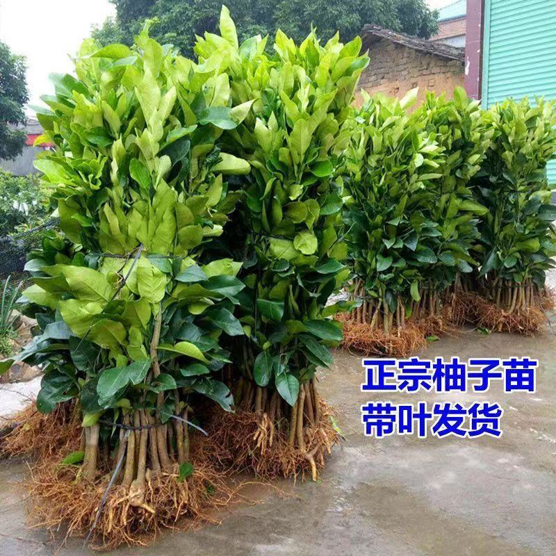 冰糖柚子苗柚子苗柚子树苗纯甜口感皮薄肉多无核当年结果