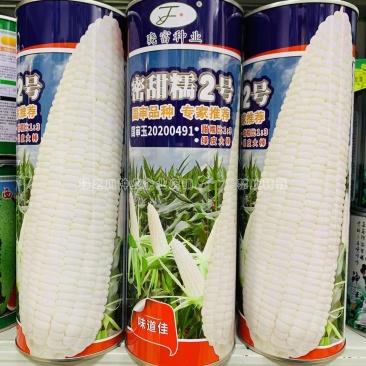 密甜糯2号甜糯玉米种子国审玉米品种鲜食糯玉米种子