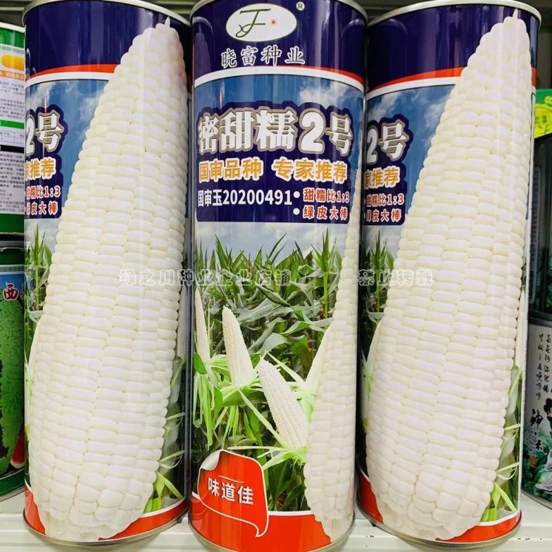 密甜糯2号甜糯玉米种子国审玉米品种鲜食糯玉米种子