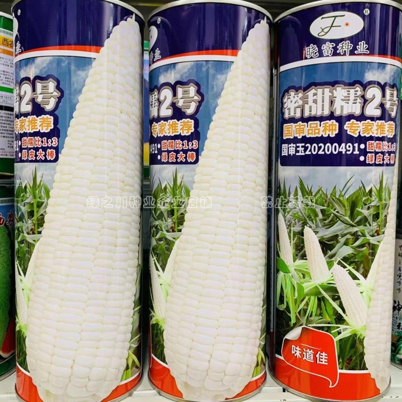 密甜糯2号甜糯玉米种子国审玉米品种鲜食糯玉米种子
