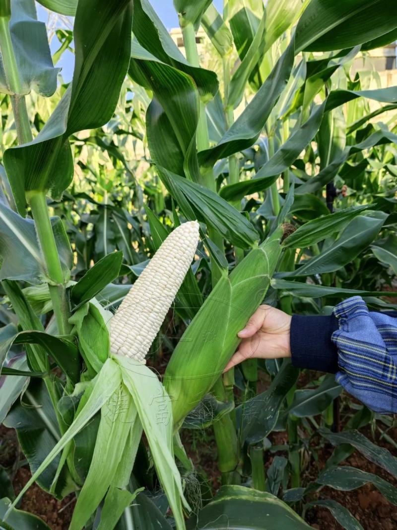 密甜糯2号甜糯玉米种子国审玉米品种鲜食糯玉米种子