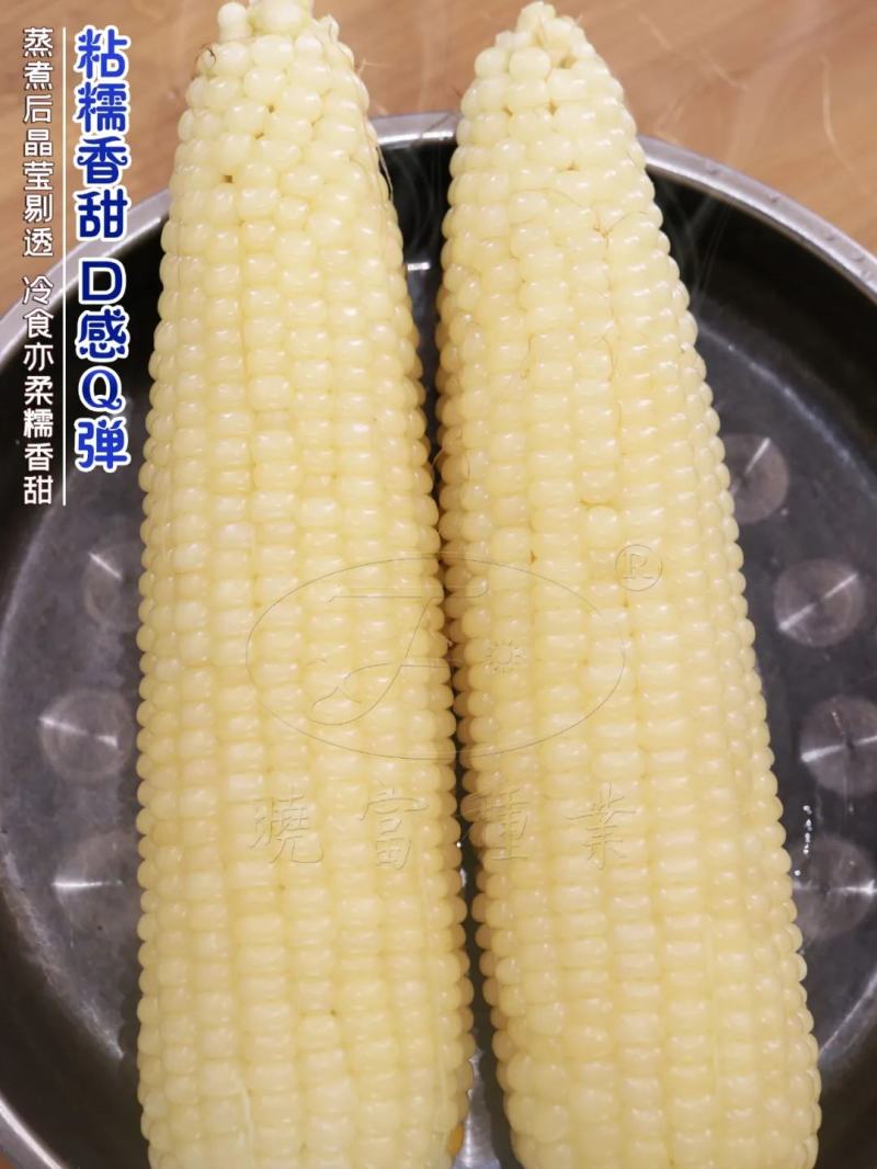 密甜糯2号甜糯玉米种子国审玉米品种鲜食糯玉米种子