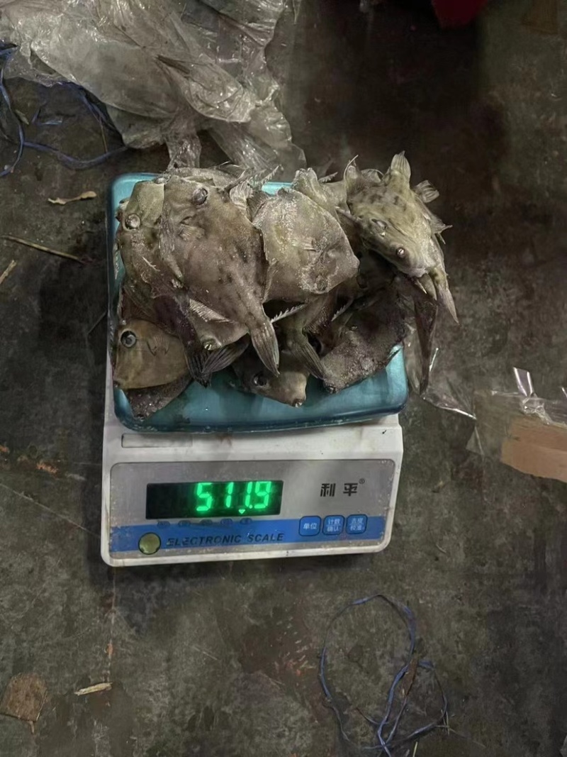 西非马面鱼18-20条一斤