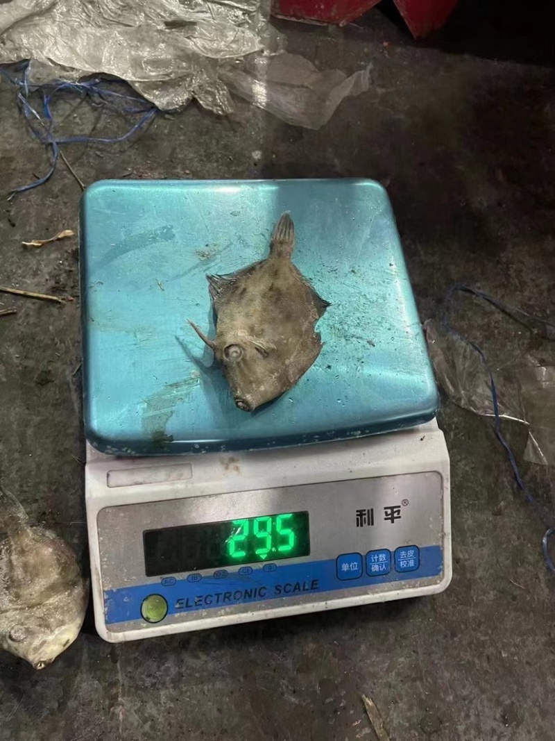 西非马面鱼18-20条一斤