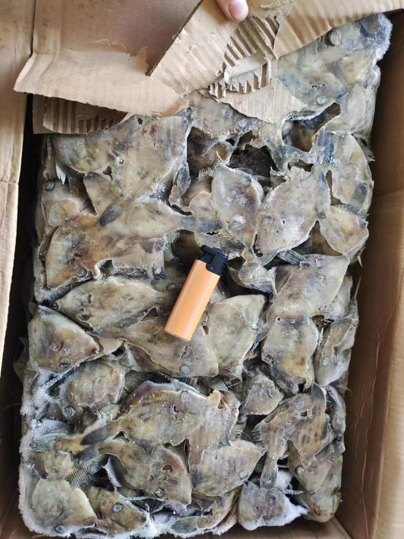 西非马面鱼18-20条一斤