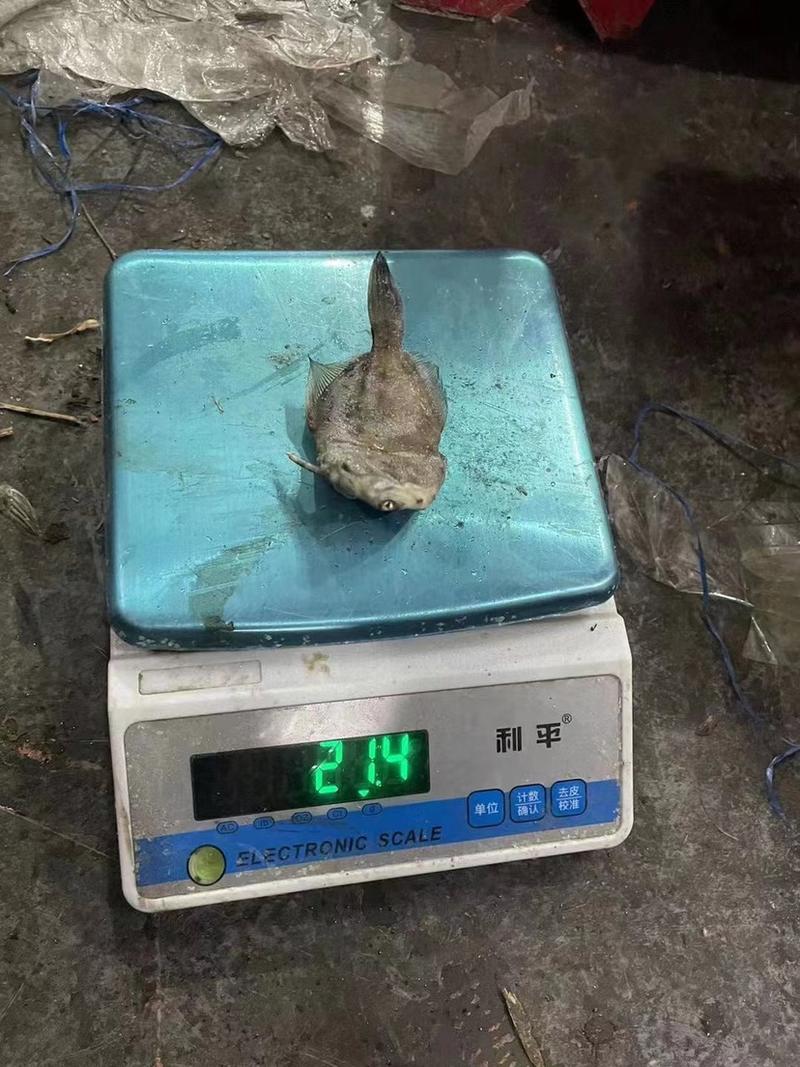 西非马面鱼18-20条一斤