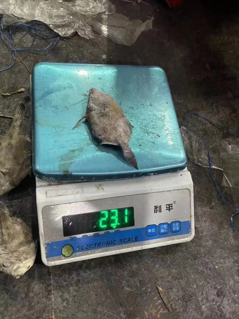 西非马面鱼18-20条一斤