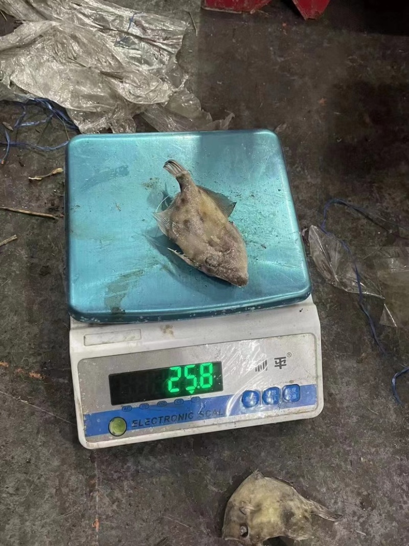 西非马面鱼18-20条一斤