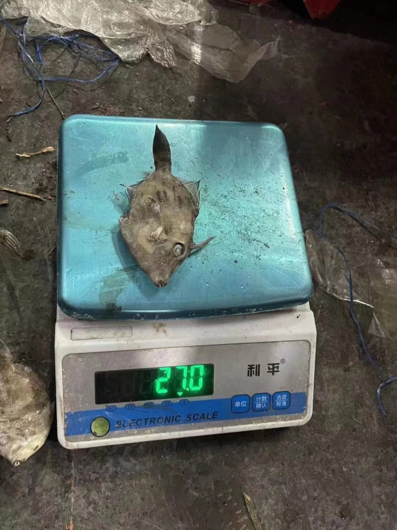 西非马面鱼18-20条一斤
