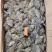 西非马面鱼18-20条一斤