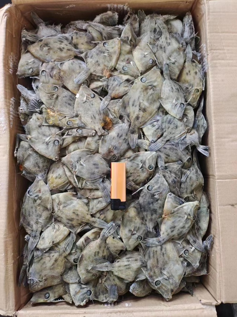 西非马面鱼18-20条一斤