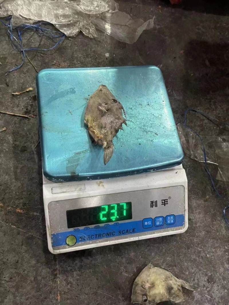 西非马面鱼18-20条一斤