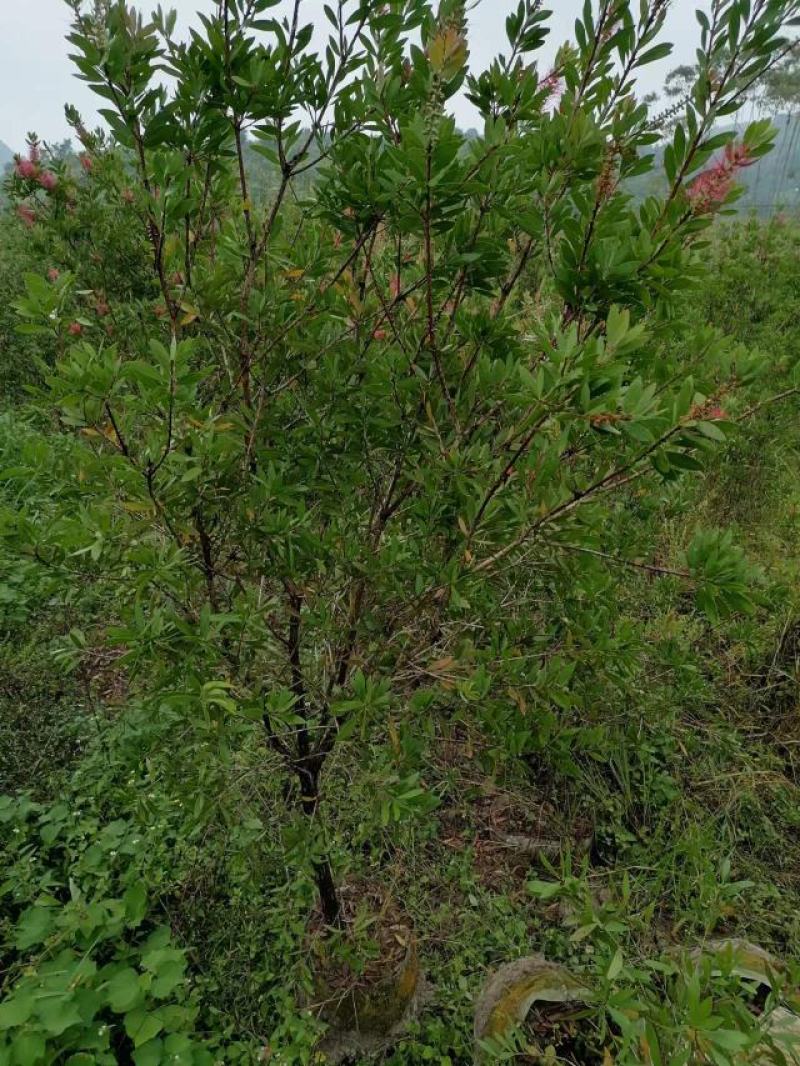 紫荆花，甲竹桃，桂花，红枫