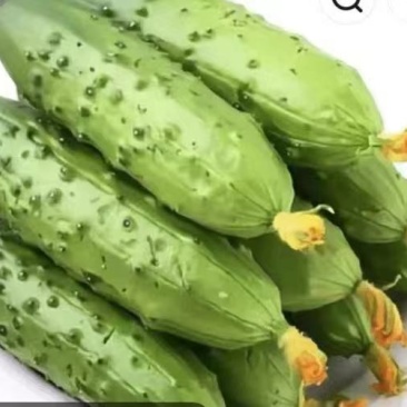 黄瓜