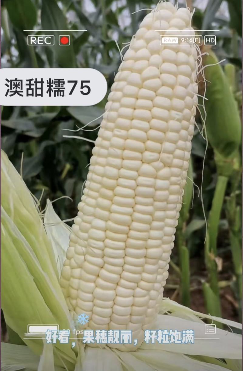 澳甜糯75玉米种子大棒甜加糯玉米种子鲜食白糯玉米种籽