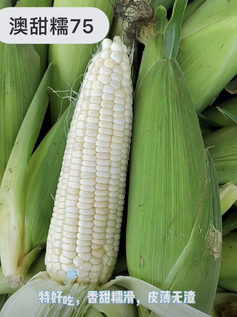 澳甜糯75玉米种子大棒甜加糯玉米种子鲜食白糯玉米种籽