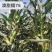 澳甜糯75玉米种子大棒甜加糯玉米种子鲜食白糯玉米种籽